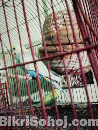 বাজিগার পাখি